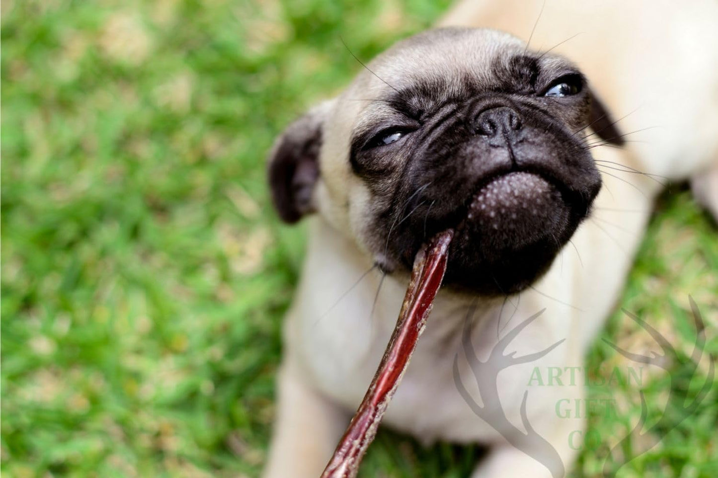 ARTISAN GIFT CO Nervio de Toro para Perros – Snack Natural Deshidratado, Apto para Dieta Barf (5 unds, Nervios de Toro 30 cm)