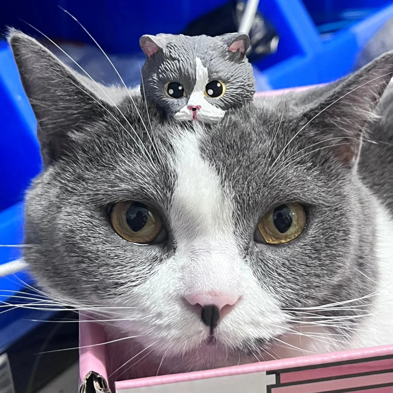 S49a2dddfca5e4f8183c027d5aab67844Q